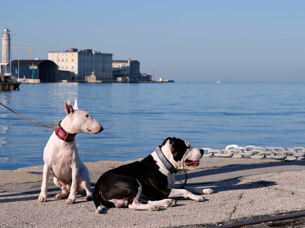 The Ultimate Guide to Dog Collars Are Collars Safe for Dogs? Yupcollars