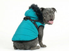 Blue Winter Dog Coat with Fur Hood and Integrated Harness