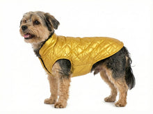Céline – Gold Padded Dog Coat